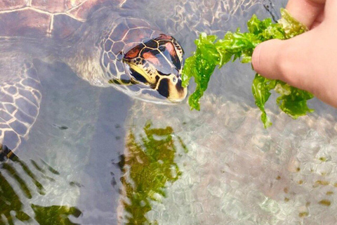 Feeding and Swimming with freandly Sea Turtles at Nungwi