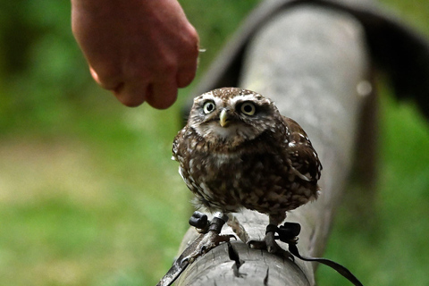 Ruhla: bilhete para um espetáculo aéreo com águias, corujas e muito mais.Ruhla: Bilhete para um show aéreo com águias, corujas e outros animais