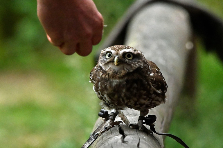 Ruhla: bilhete para um espetáculo aéreo com águias, corujas e muito mais.Ruhla: Bilhete para um show aéreo com águias, corujas e outros animais