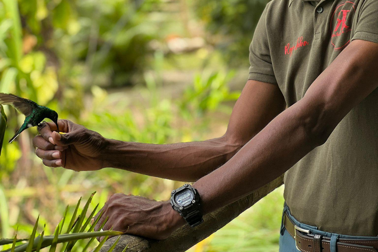 Tobago: Island Tour with Rainforest Drive and Scenic Lookout