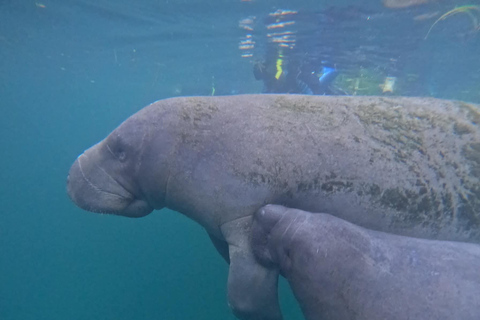 Crystal River: Guided Manatee Tour Heated Boat Free Photos