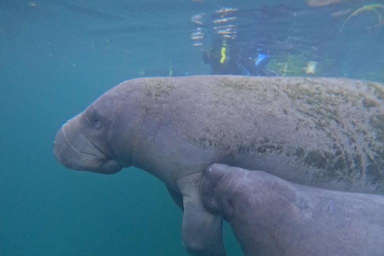 Crystal River: Guided Manatee Tour Heated Boat Free Photos