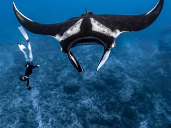 Desde Bali: Snorkel en Manta Point Nusa Penida y Excursión por Tierra