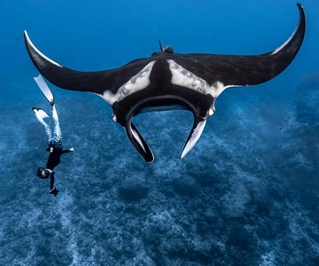 Vanuit Bali: Snorkelen bij Manta Point Nusa Penida & Land Tour
