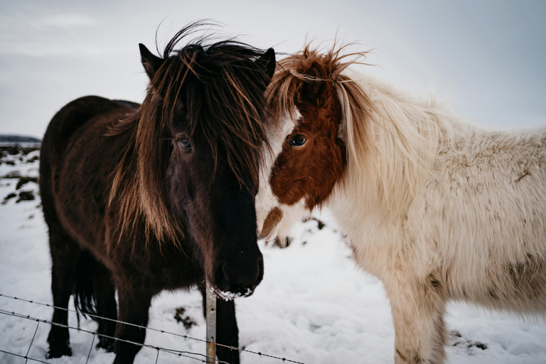 Iceland: Reynisfjara Black‑Sand Beach Horseback Adventure