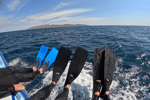 La Paz: Whale Shark Swim Tour with Snorkel Gear & Photos