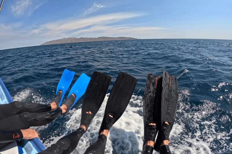 La Paz: Whale Shark Swim Tour with Snorkel Gear & Photos