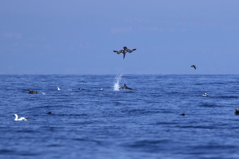 Lissabon: Båtutflykt med delfinskådningLissabon: Båttur för delfinskådning