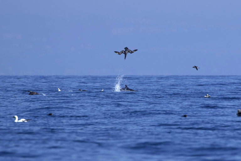 Lisbon: Dolphin Watching Boat Tour