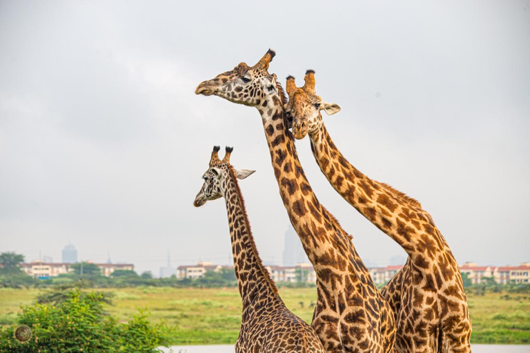 Visite en groupe du parc national de Nairobi avec safari en voiture.