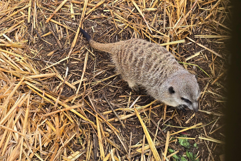 Cheetah, Giraffes Encounter, lion's park, and Wine Tasting