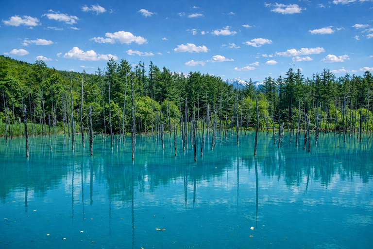 Hokkaido: Furano & Biei 1-Day Tour with Melon & Blue Pond No Melon