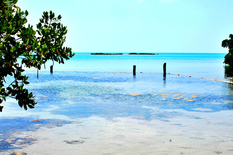Cancun: Whake Shark Sightseeing, visit Isla Mujeres & Contoy