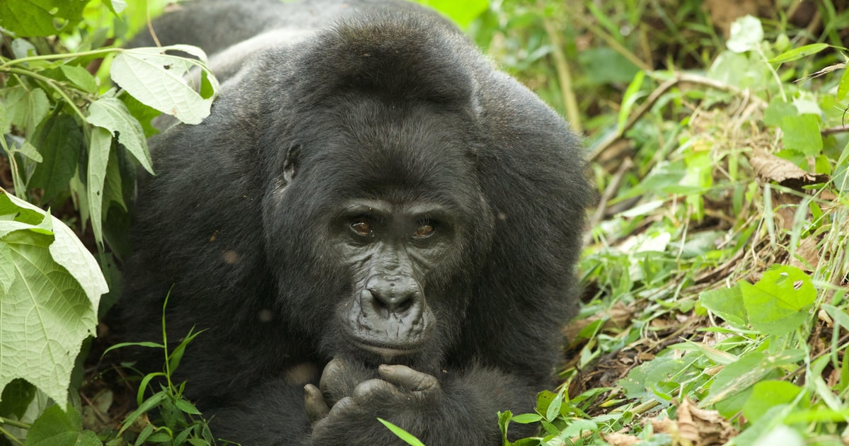 Oeganda & Rwanda: Gorilla's in de mist safari & rondreis | GetYourGuide