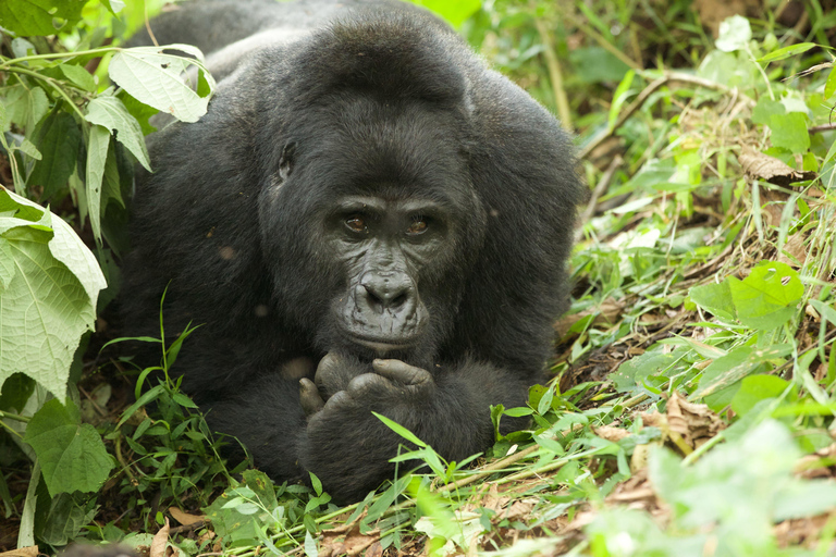 Ouganda et Rwanda : Safari et circuit Gorilles dans la brume