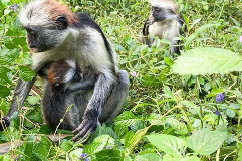 Zanzibar: Stone Town, Jozani Forest, Turtle Swim & The Rock Tour Without Hotel Transfer