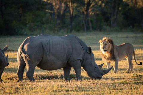 One day Kruger National Park tour: Start at Johannesburg