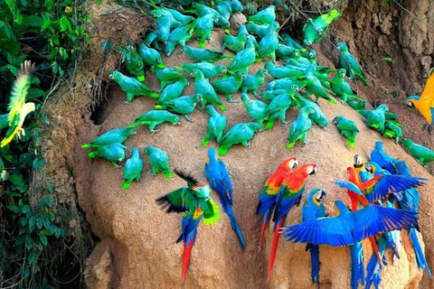 Excursion to the Chuncho clay lick |Parrot - Macaw watching|