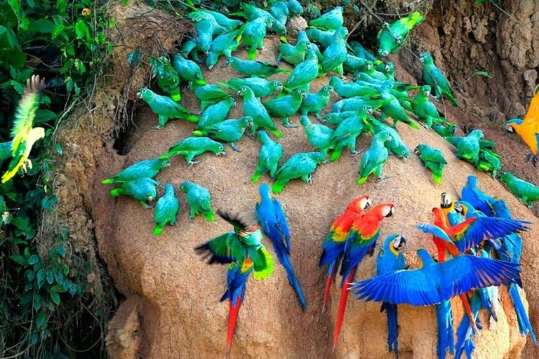 Excursion to the Chuncho clay lick |Parrot - Macaw watching|