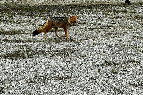 From Quito: The Best of Cotopaxi in a Day
