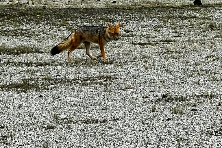 From Quito: The Best of Cotopaxi in a Day