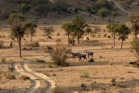 Desert Safari In Jodhpur