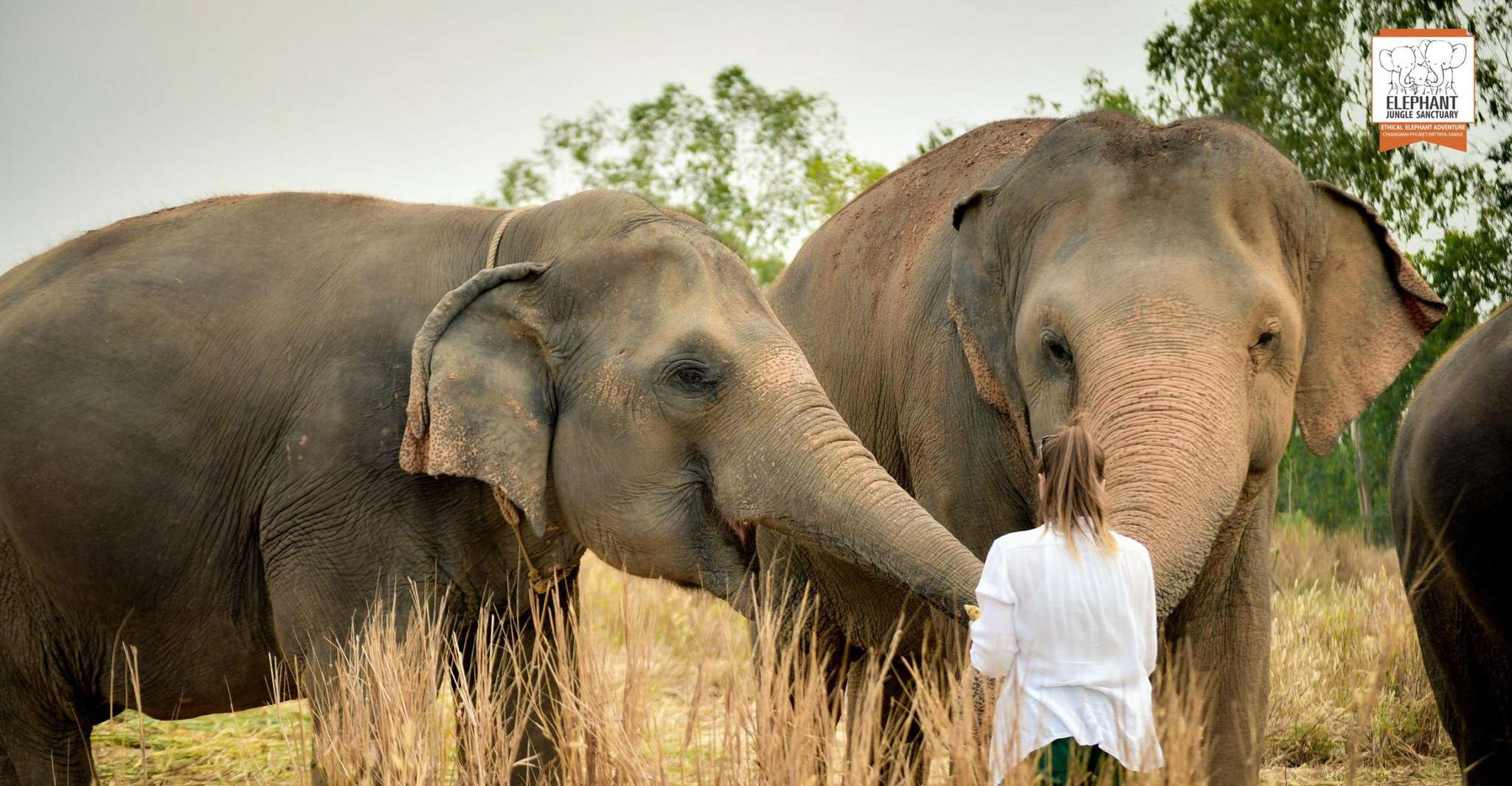 Pattaya, Elephant Jungle Sanctuary Feeding Experience - Housity