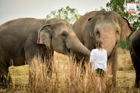 Pattaya, Elephant Jungle Sanctuary Feeding Experience - Housity