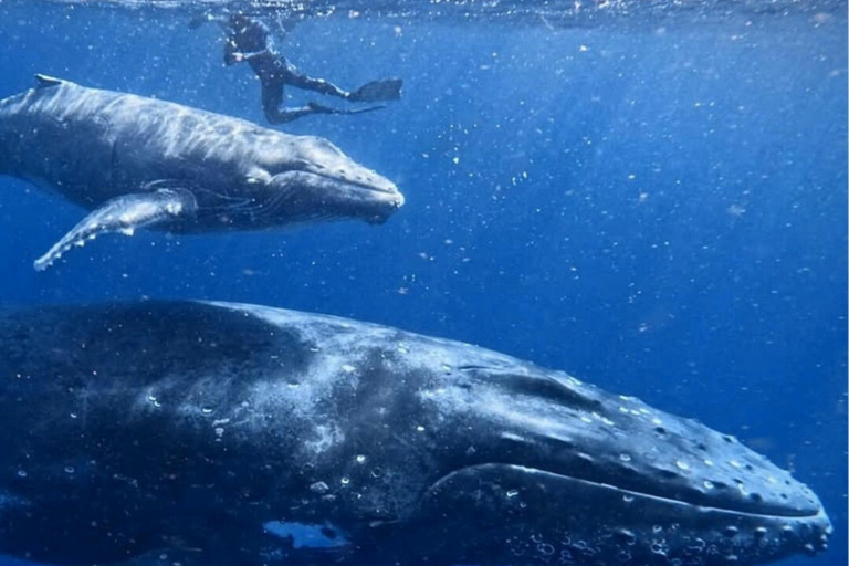 Mirissa: Dolphin Swim Blue Whale Snorkelling | All-Inclusive Mirissa: Scuba Diving & Turtle Snorkelling Experience