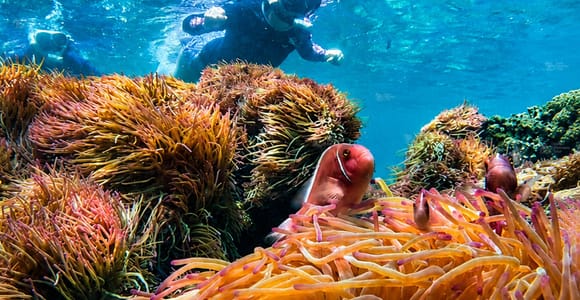Phu Quoc: Small Group Real Reef Snorkeling by Speedboat