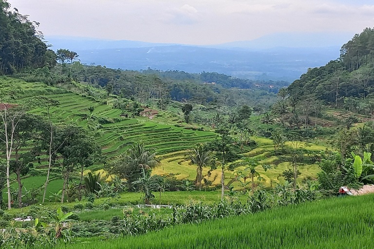 Yogyakarta :selogriyo temple, rice field trek& nepalvan java Yogyakarta :selogriyo temple rice field trek & nepalvan java