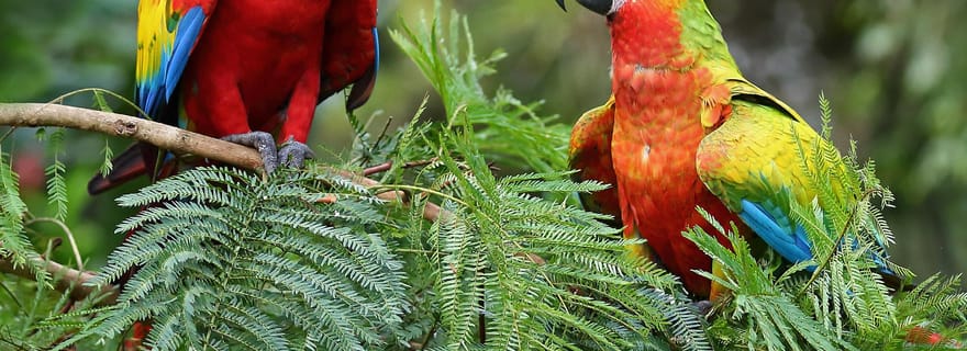 Uvita:Aras écarlate dans le parc national Marino Ballena Perroquets