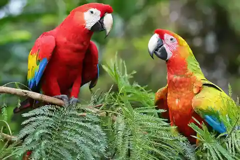 Uvita:Scharlakansröda apor i Marino Ballena nationalpark Papegojor