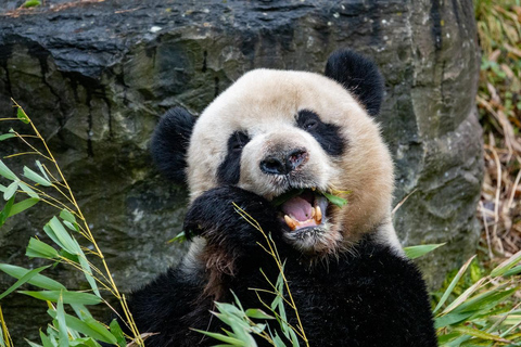 Brugelette: Pairi Daiza Zoo Entry Ticket High season