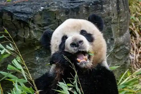 Brugelette: Pairi Daiza Zoo Entry Ticket