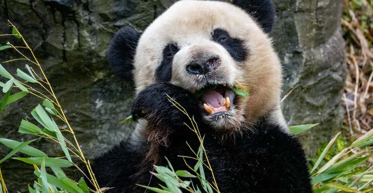 Afbeelding 0 van Brugelette: Pairi Daiza Zoo inclusief toegangsbewijs voor 'Edenya'