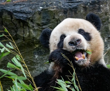 Brugelette: Pairi Daiza Zoo Entry Ticket