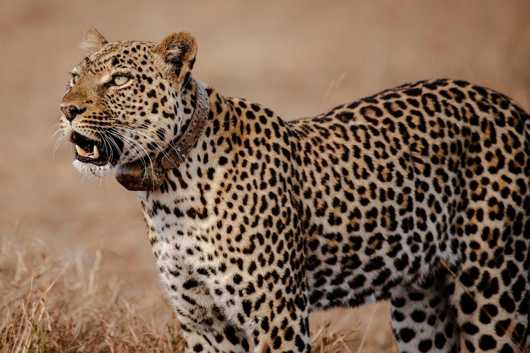 Discover the Top Most Popular 6-Days Tanzania safari