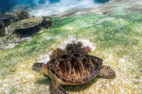 Bohol Dolphin Watching & Sea Turtle Swim Island Hopping Tour Pier – Meet-up Point