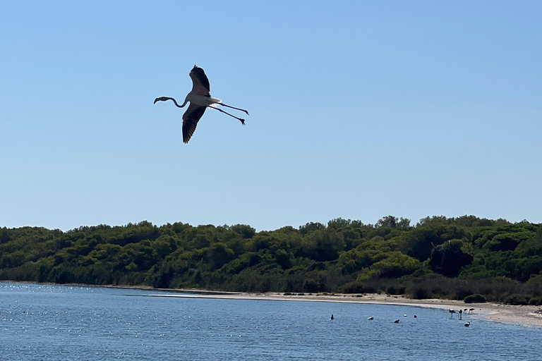 The Magic of the Albufera: Private Tour with Traditional Boat Ride
