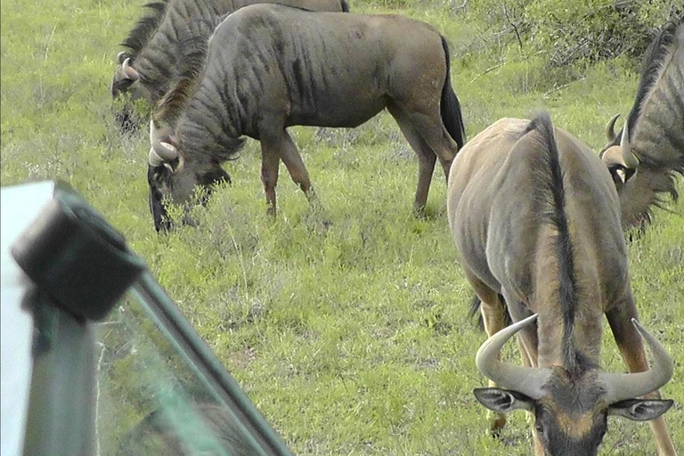 Schotia Safari – Big 5 Experience with High Lion Sightings