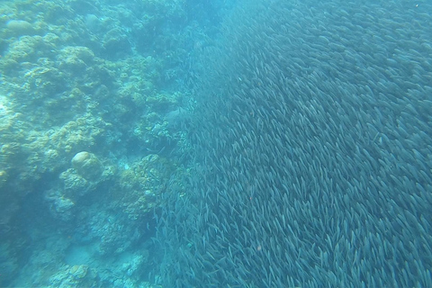 Cebu: Moalboal Island Hopping Paradise, Sardines Run