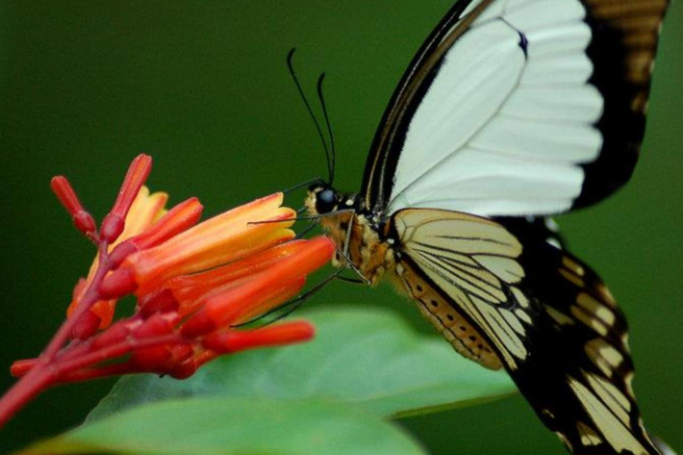 ZANZIBAR: Isola delle Prigioni, Foresta di Jozani e Butterfly CenterIL TOUR PRIVATO INCLUDE IL SERVIZIO DI PRELIEVO E RIENTRO IN HOTEL