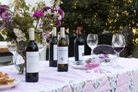 San Gimignano, Wine and Food Tasting on an Organic farm - Housity