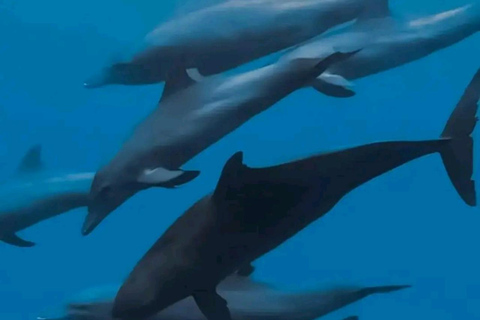 Wycieczka z delfinami Mnemba, las Jozani i restauracja The RockMiejsce zbiórki wyłącznie w Mnemba Transfer Point