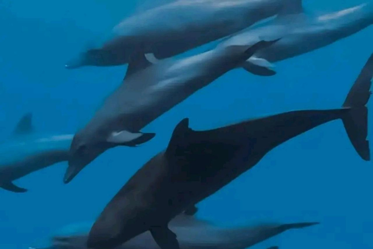 Wycieczka z delfinami Mnemba, las Jozani i restauracja The RockMiejsce zbiórki wyłącznie w Mnemba Transfer Point