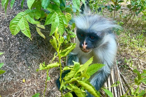 Zanzibar: Jozani forest, Reptile park and Salaam cave tour Private tour with Hotel pick up and drop-off included.