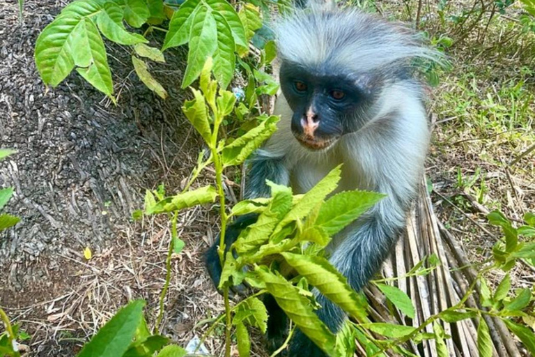 Zanzibar: Jozani forest, Reptile park and Salaam cave tour Private tour with Hotel pick up and drop-off included.