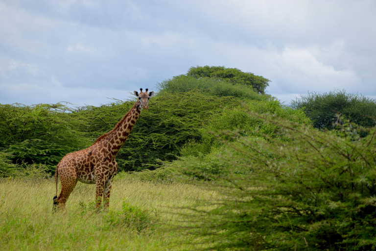 Arusha: Tarangire National Park Day Safari Joining Safari (1-2 People)