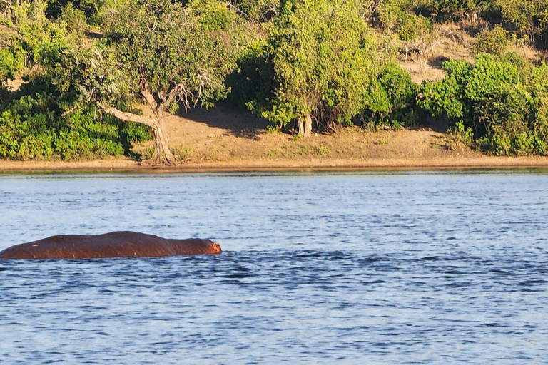Chobe National Park Day Trip from Victoria Falls with Lunch